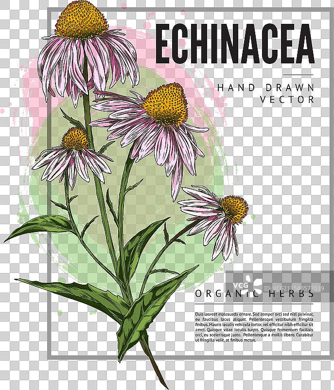 紫锥花手绘标签图片素材