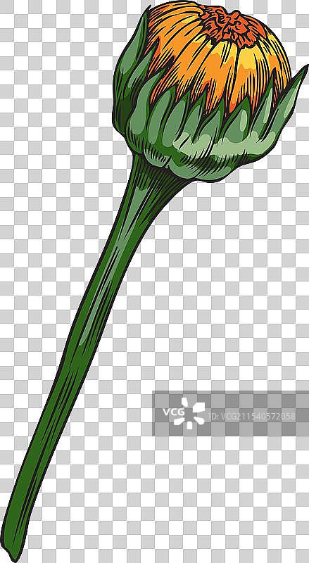 金盏花或万寿菊花一朵未开放的花蕾在手中图片素材