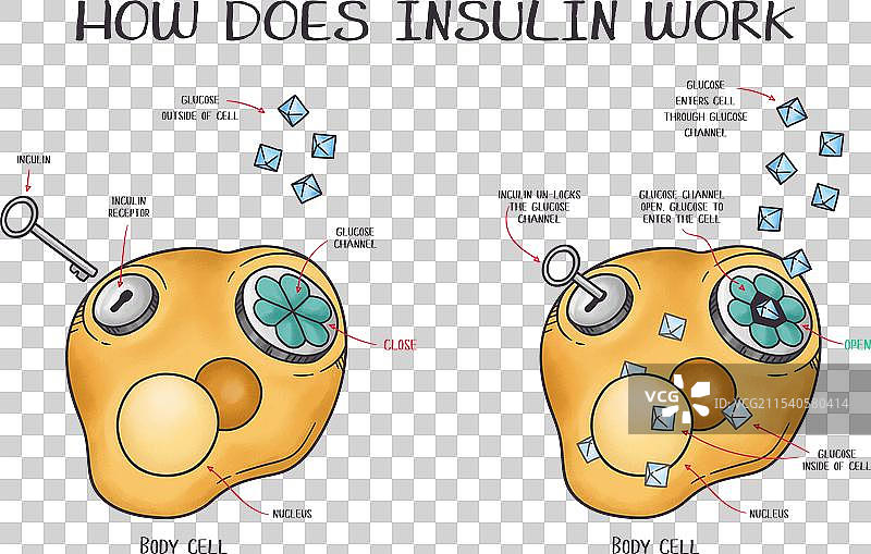 手绘图解胰岛素的工作原理图片素材