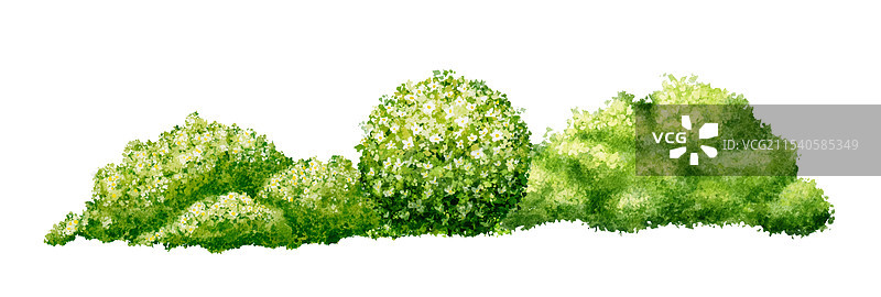 白色背景上的绿色灌木水彩画图片素材