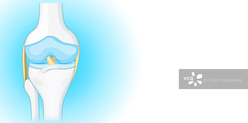 膝关节的骨骼图片素材