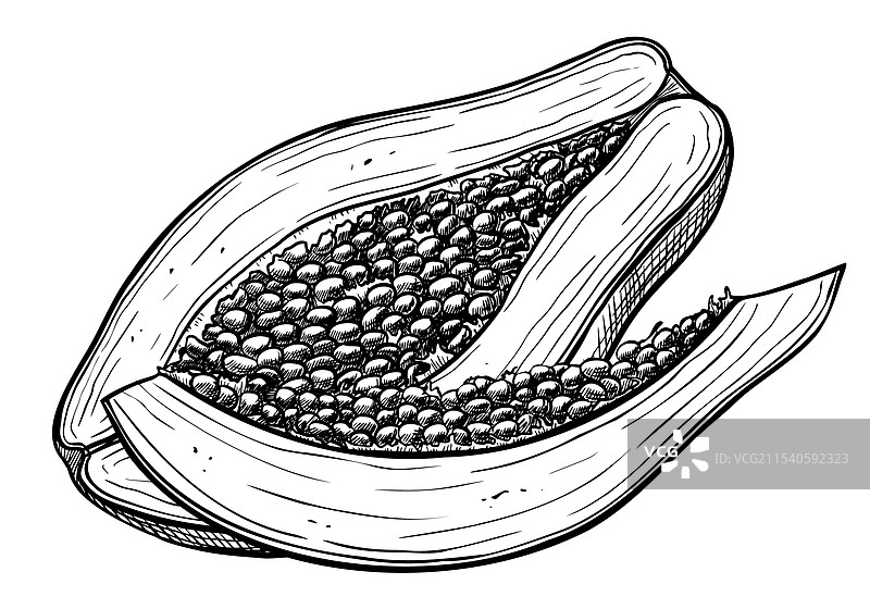 线条黑墨中的木瓜图片素材