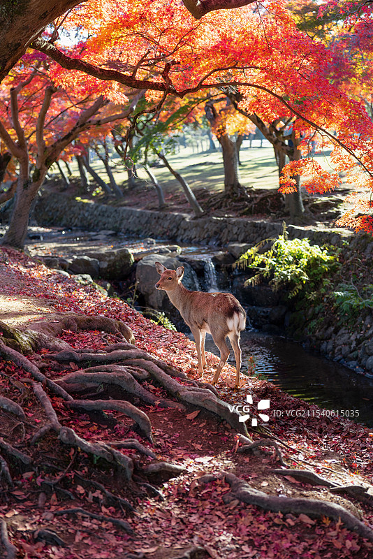 迷失的小鹿图片素材