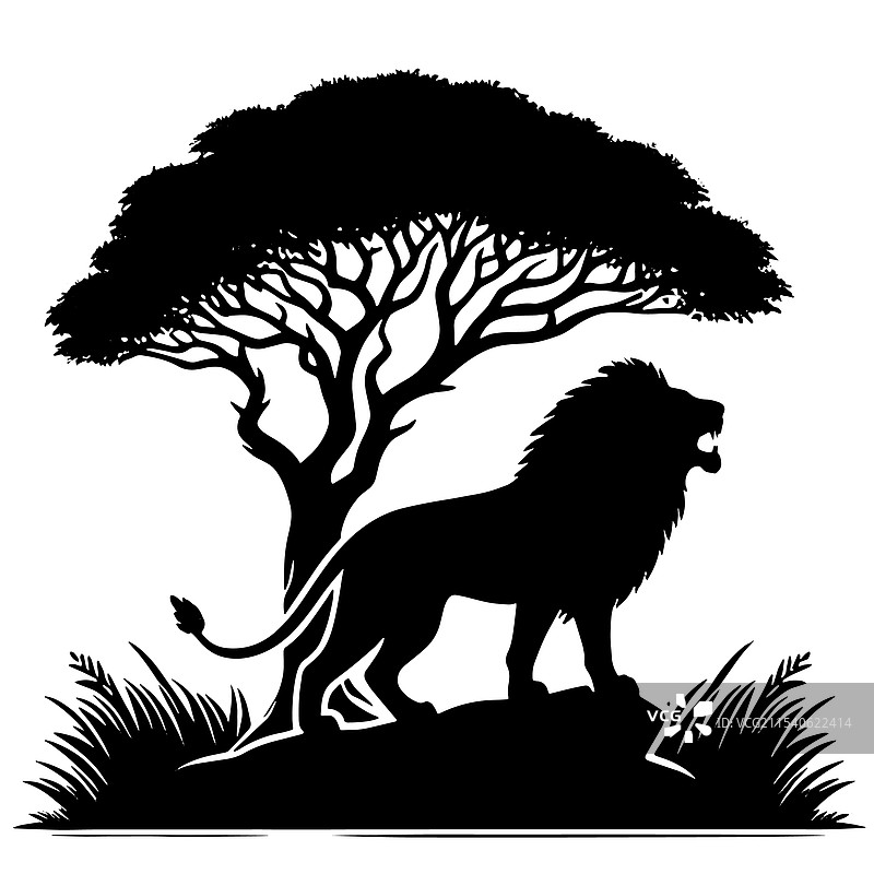 在金合欢树下咆哮的狮子剪影图片素材
