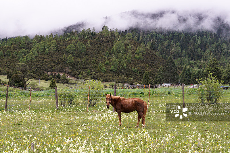 青藏高原的马与牧场图片素材