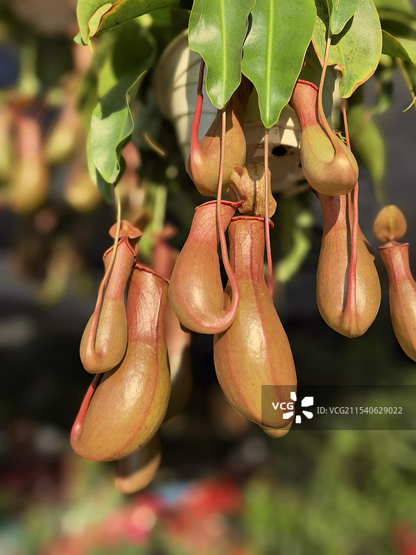 猪笼花图片素材