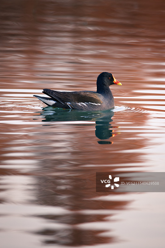 红嘴鸡图片素材