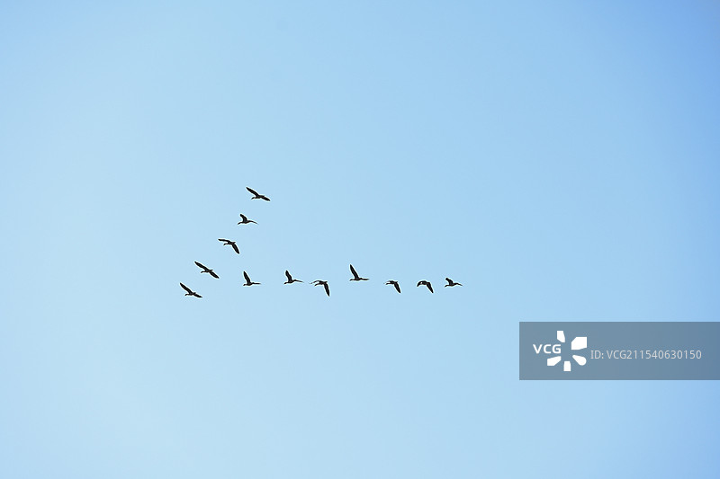 八字形大雁图片素材