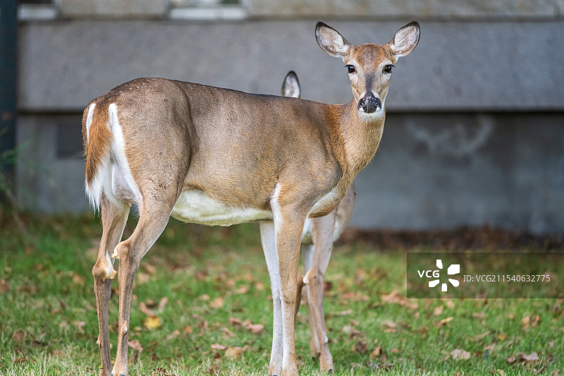 白尾鹿图片素材