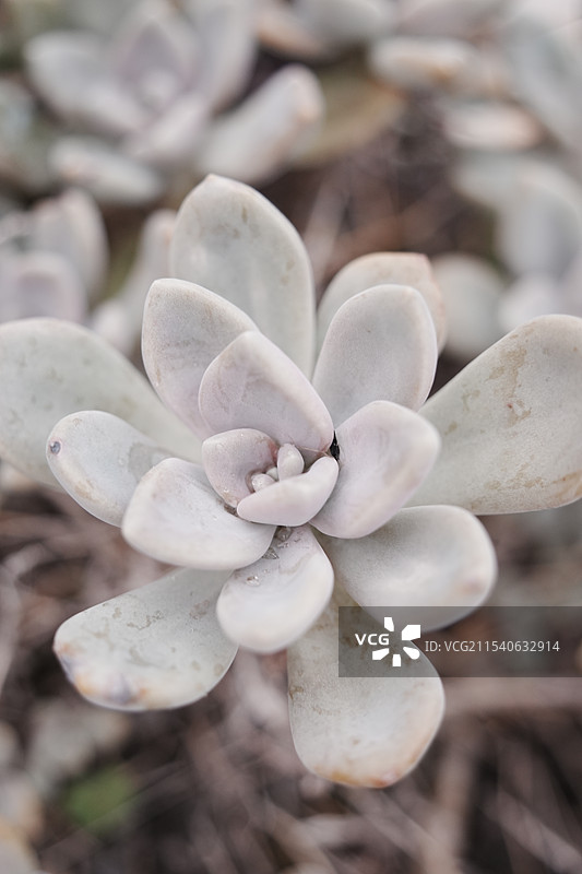 白色开花植物特写图片素材