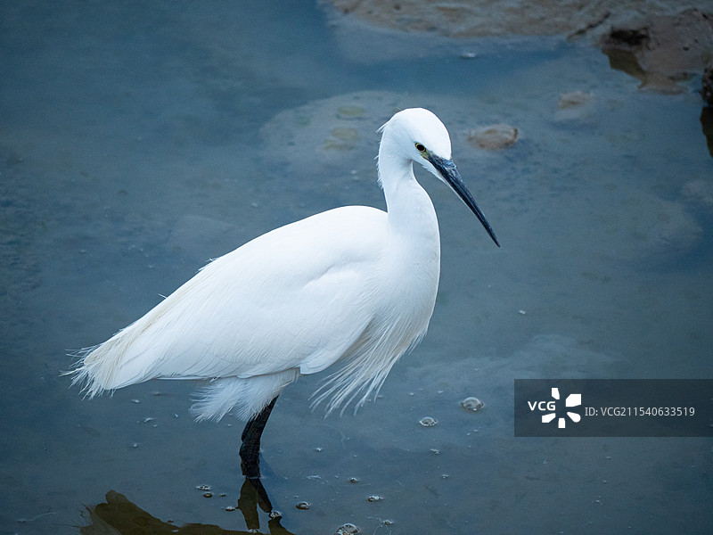 深圳湾的精灵图片素材