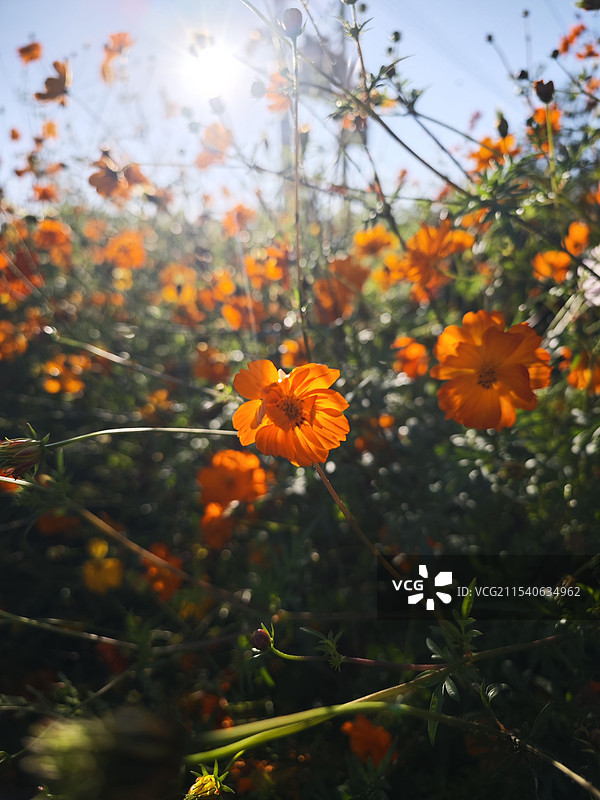 向阳花开图片素材