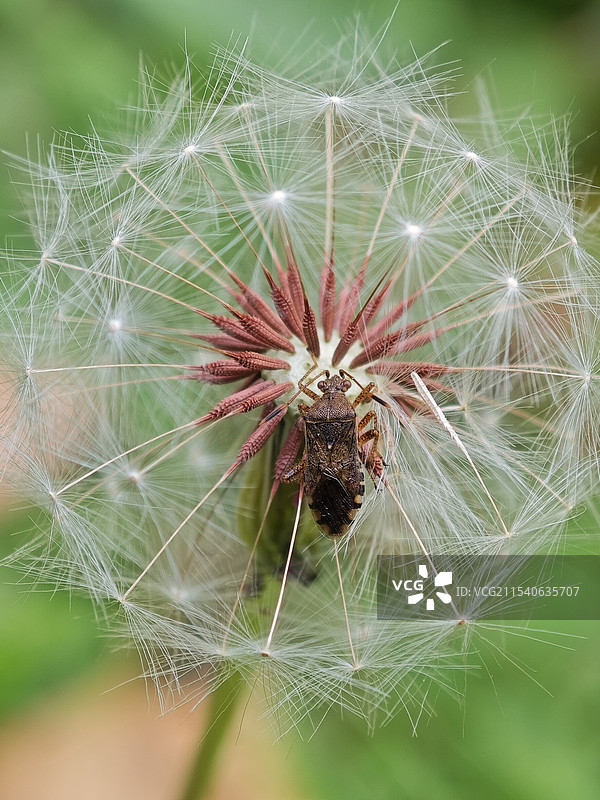 蒲公英和小虫图片素材