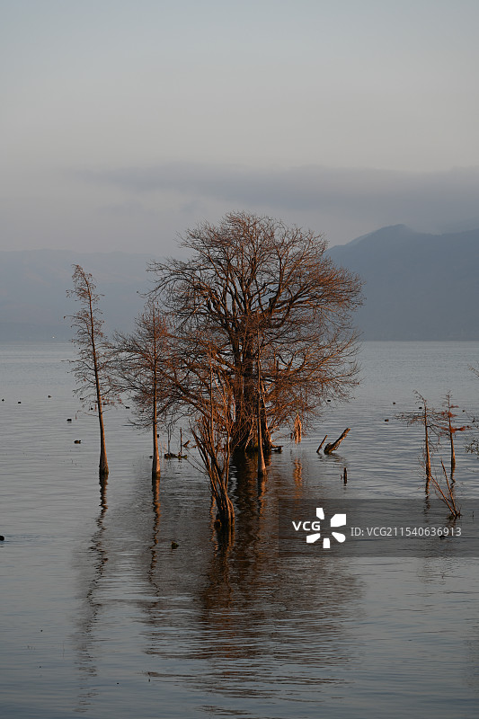 洱海红杉图片素材