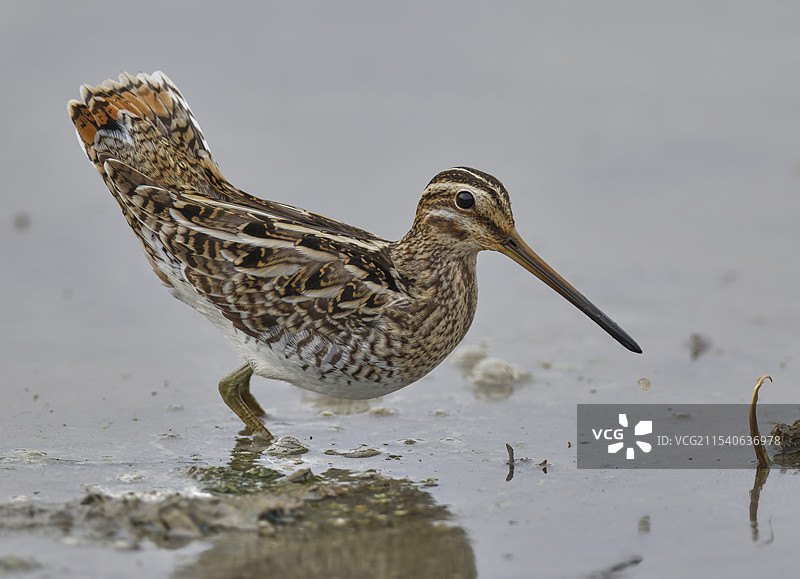 扇尾沙锥图片素材