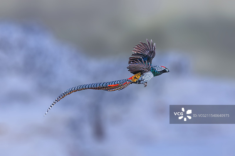 飞跃（白腹锦鸡）图片素材