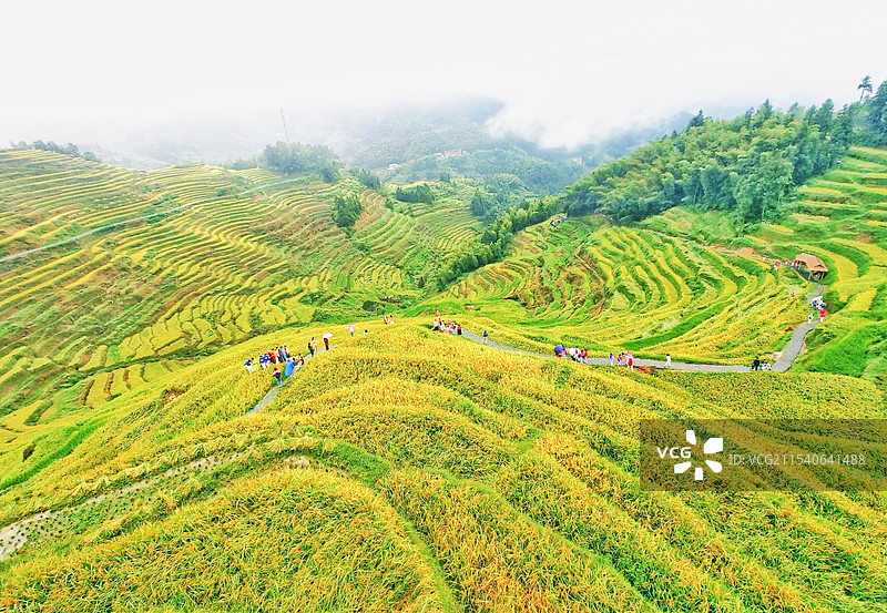 紫鹊界梯田图片素材