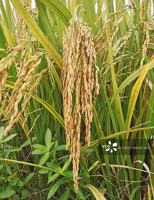 秋天丰收的稻谷图片素材