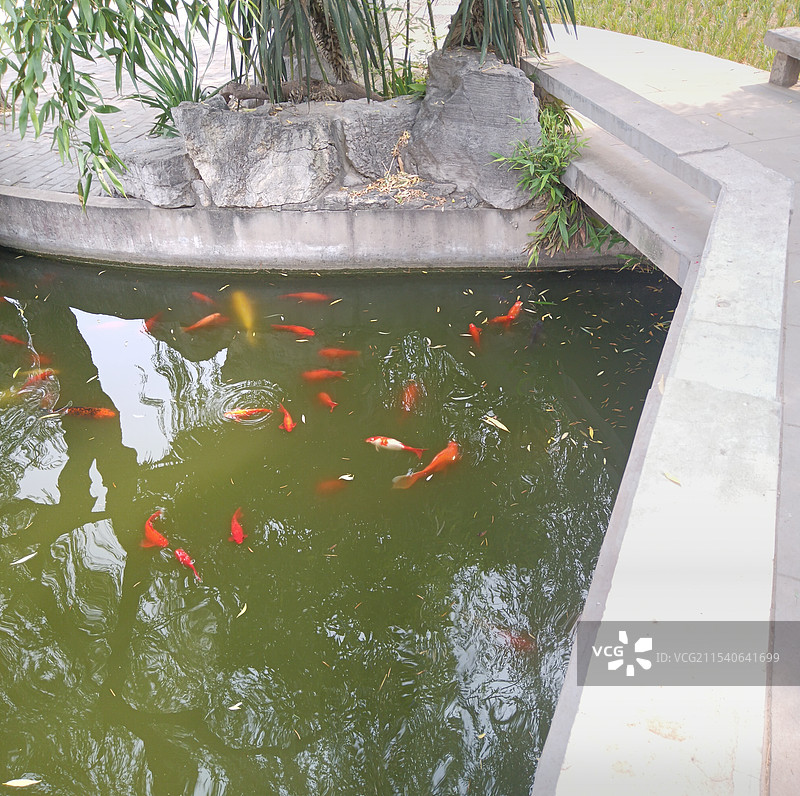 池塘游鱼成群图片素材