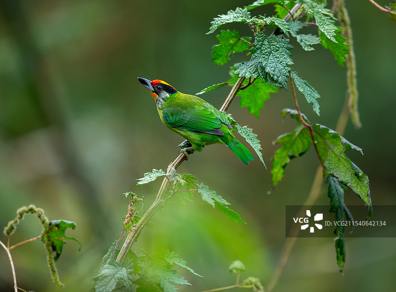 金喉拟啄木鸟图片素材