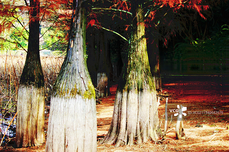 有着肥硕树根的水杉红了（柳州园博园）图片素材