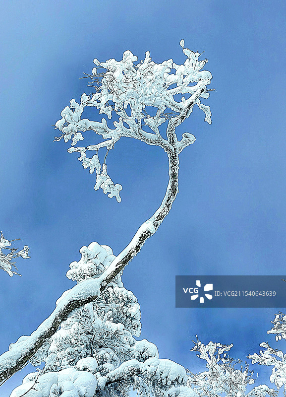 傲雪凌霜图片素材