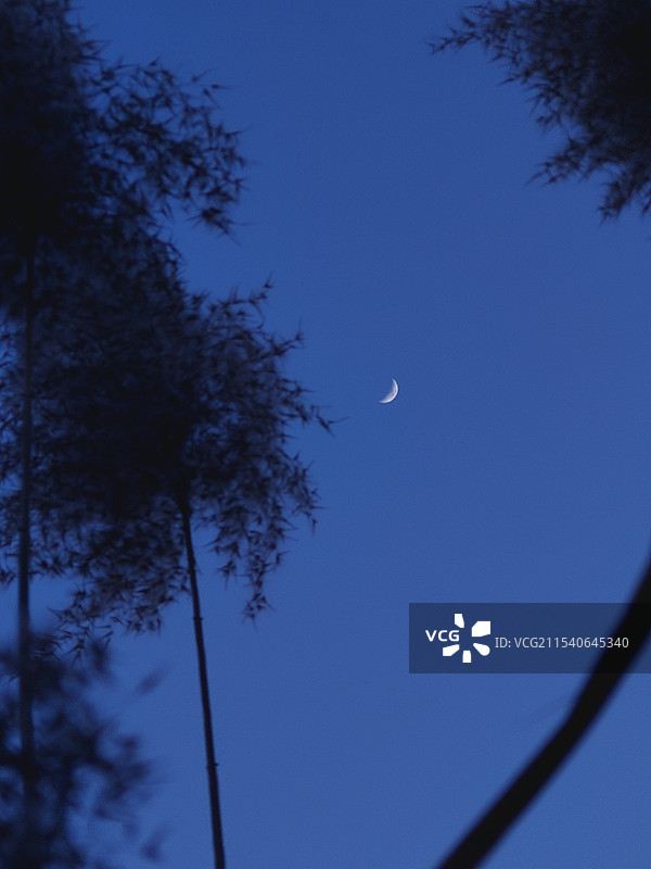 芦苇荡里的月光图片素材