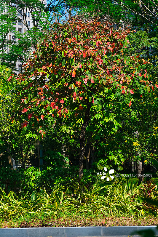 蓝天下的城市高楼图片素材