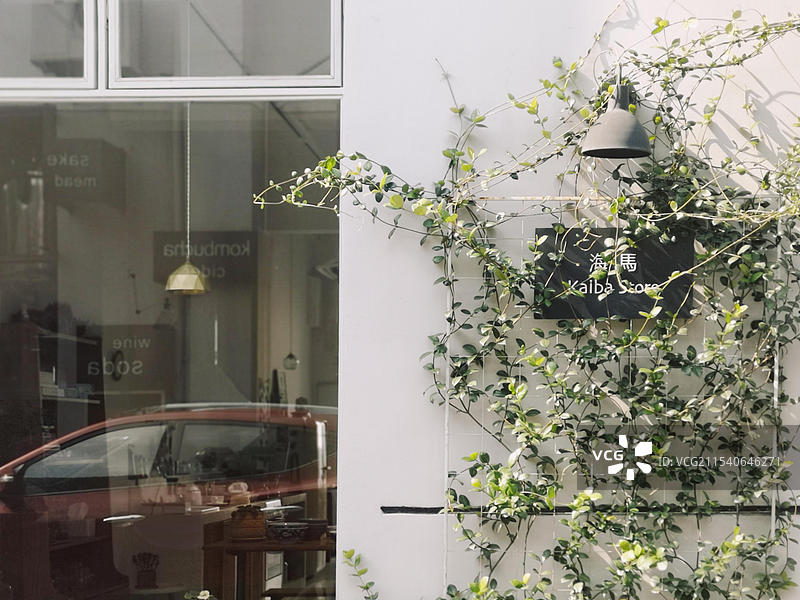 爬山虎绿植窗景图片素材