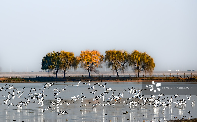 反嘴鹬起飞图片素材
