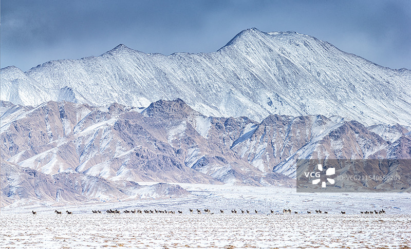 那自由的旷野阿尔金山脚下的藏野驴群图片素材