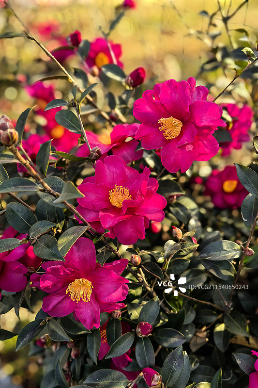 盛开的山茶花图片素材