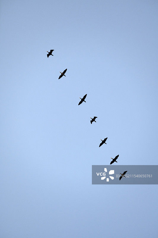 天空大雁飞鸟群一字形编队飞翔动物鸟类自然风光图片素材