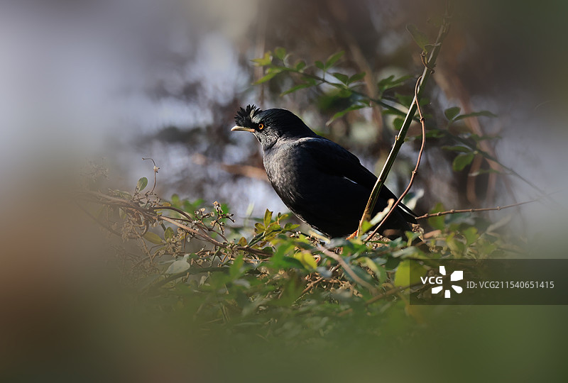 栖息在植物上的鸟的特写镜头图片素材
