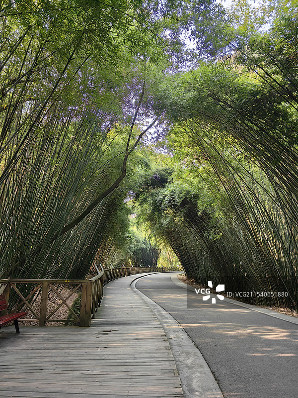 成都大熊猫繁育研究基地竹林中的路图片素材