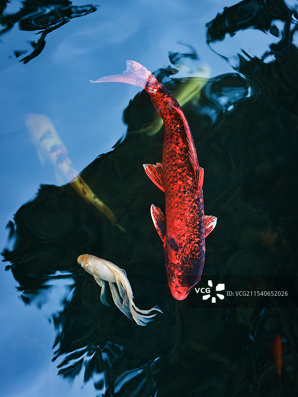 水里游动的锦鲤图片素材