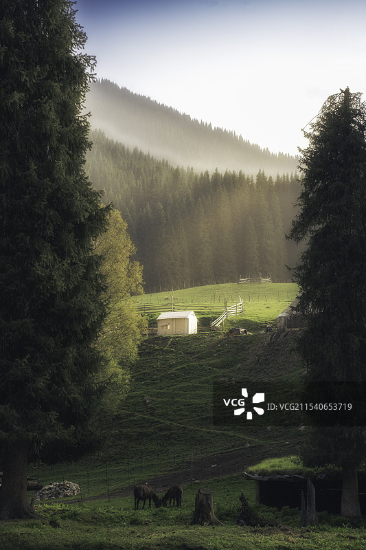 琼库石台周边，太阳下的小屋、丘陵、松树林、绿草与马儿图片素材