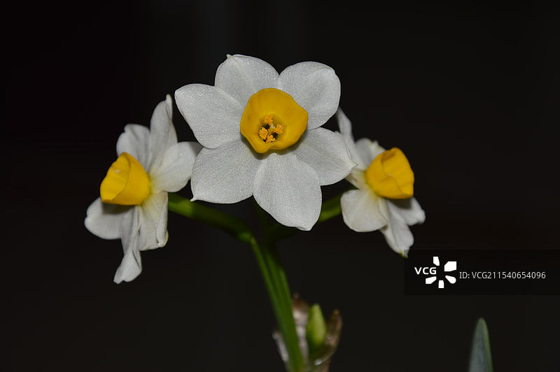 水仙花图片素材