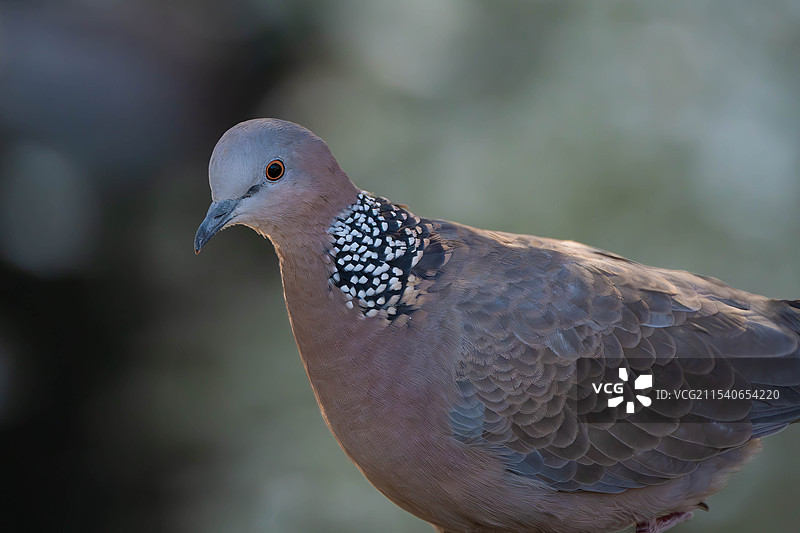珠圆玉润图片素材