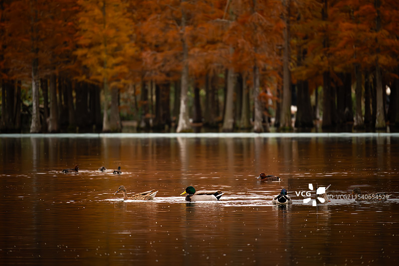 秋天公园里的越冬鸭子图片素材
