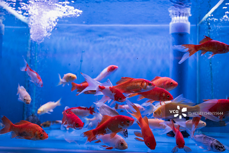 鱼在水族馆游泳的特写镜头图片素材