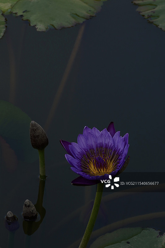 紫色睡莲图片素材