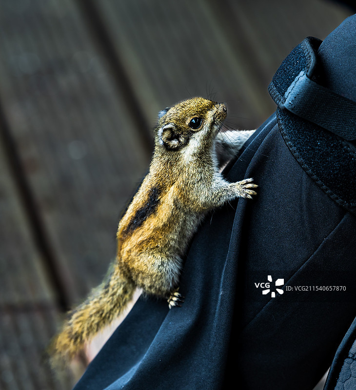 找食物的小松鼠图片素材