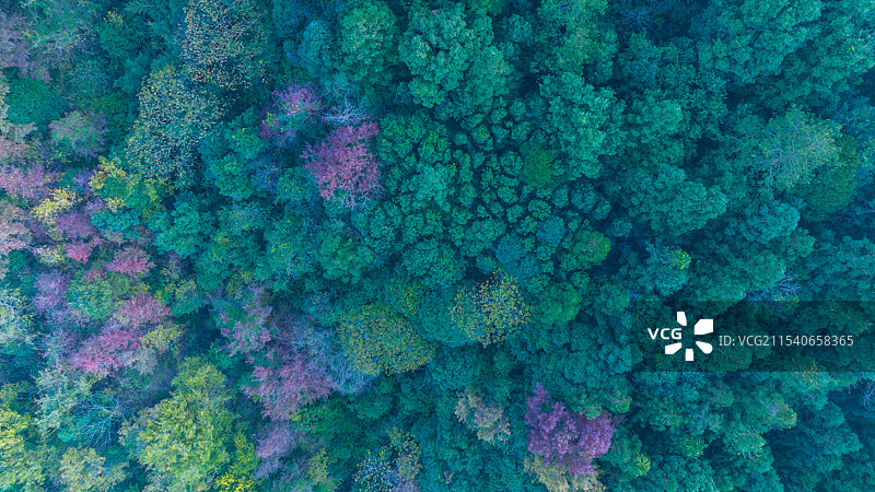 秋季森林树木的高角度视野图片素材