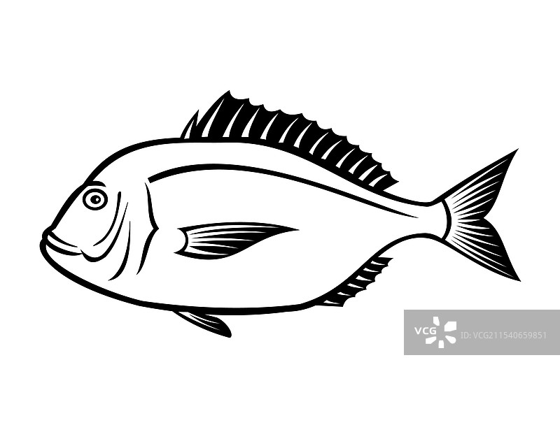 深红海鲷或红海鲷图片素材