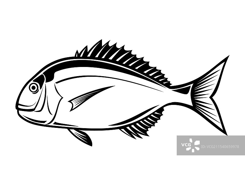 红鲷鱼（红鲷或大鲷）侧面视图图片素材