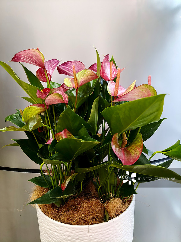 梦幻彩掌红利维姆图片素材