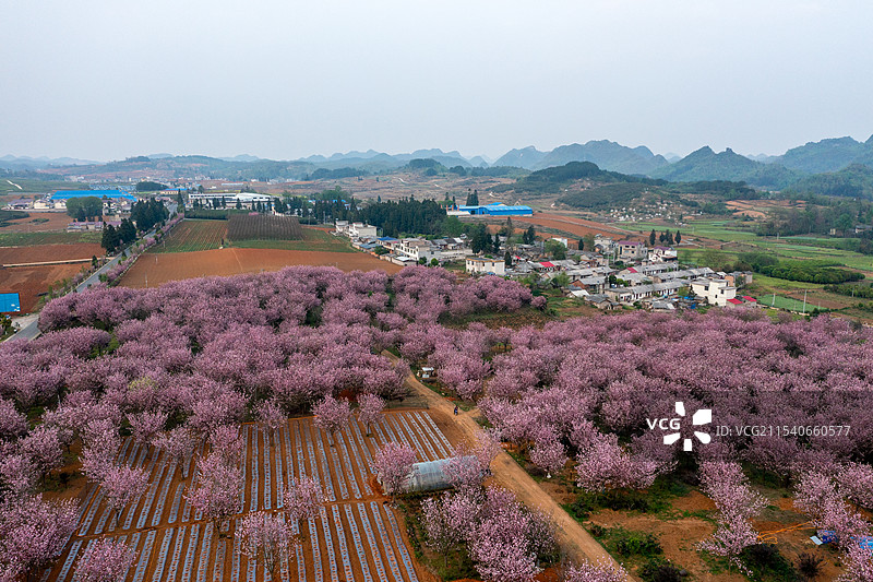 贵州春天樱花花海盛开航拍图片素材