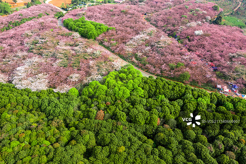 贵州春天樱花花海盛开航拍图片素材