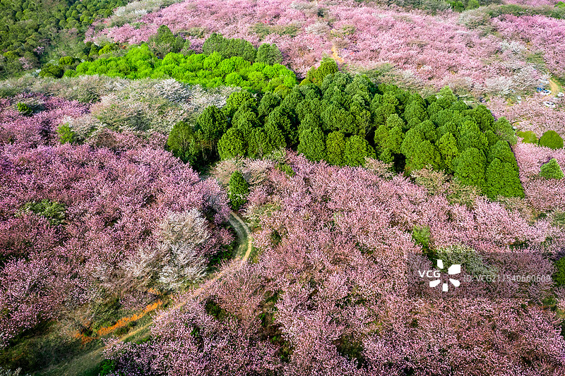 贵州春天樱花花海盛开航拍图片素材